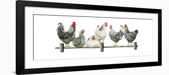 Hens, White Background-Janet Pidoux-Framed Giclee Print