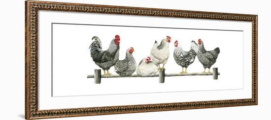 Hens, White Background-Janet Pidoux-Framed Giclee Print