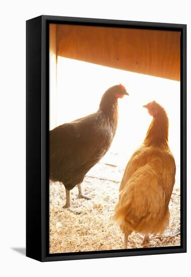 Hens-Karyn Millet-Framed Premier Image Canvas