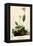 Henslow's Sparrow-John James Audubon-Framed Premier Image Canvas