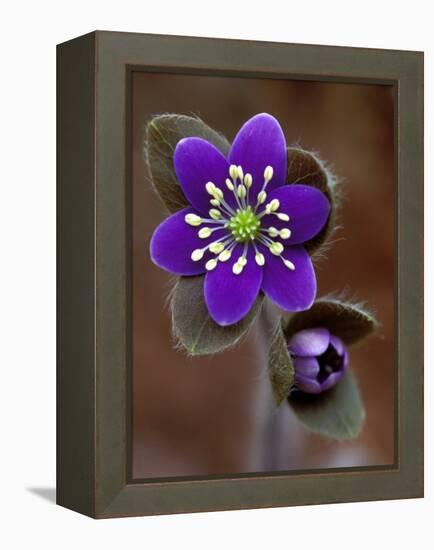 Hepatica and Bud, Lapeer, Michigan, USA-Claudia Adams-Framed Premier Image Canvas