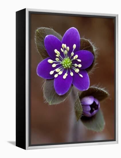 Hepatica and Bud, Lapeer, Michigan, USA-Claudia Adams-Framed Premier Image Canvas