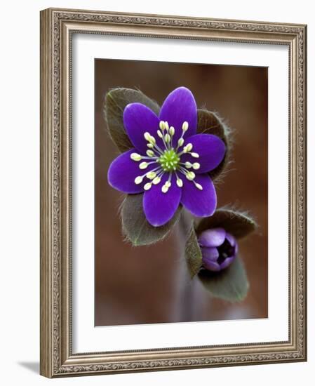 Hepatica and Bud, Lapeer, Michigan, USA-Claudia Adams-Framed Photographic Print