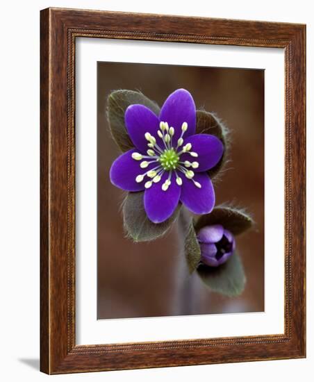 Hepatica and Bud, Lapeer, Michigan, USA-Claudia Adams-Framed Photographic Print