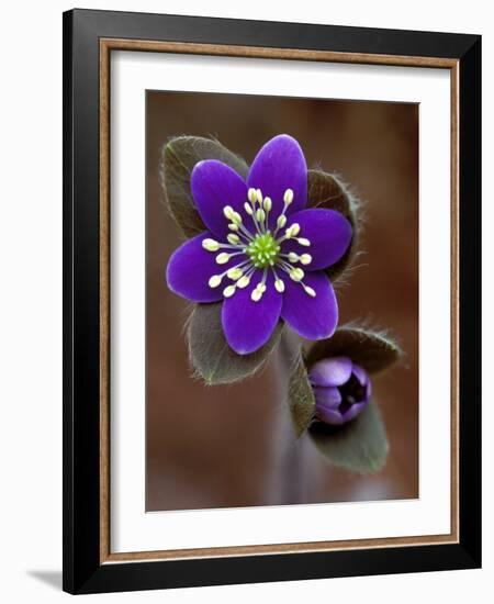 Hepatica and Bud, Lapeer, Michigan, USA-Claudia Adams-Framed Photographic Print