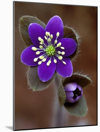 Hepatica and Bud, Lapeer, Michigan, USA-Claudia Adams-Mounted Photographic Print