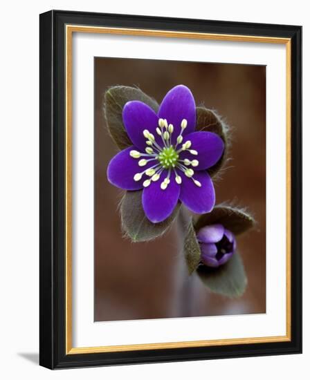 Hepatica and Bud, Lapeer, Michigan, USA-Claudia Adams-Framed Photographic Print