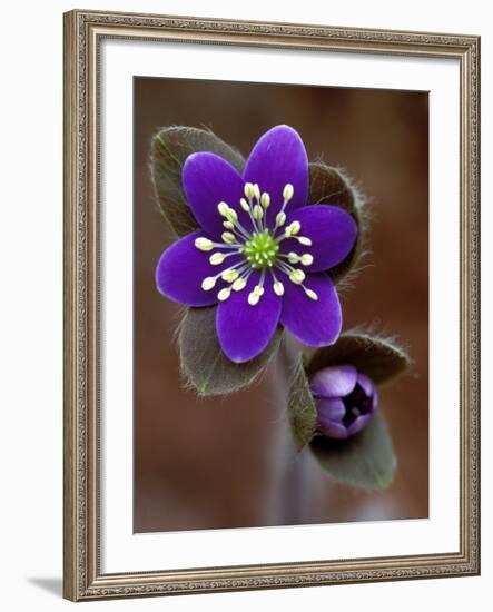 Hepatica and Bud, Lapeer, Michigan, USA-Claudia Adams-Framed Photographic Print