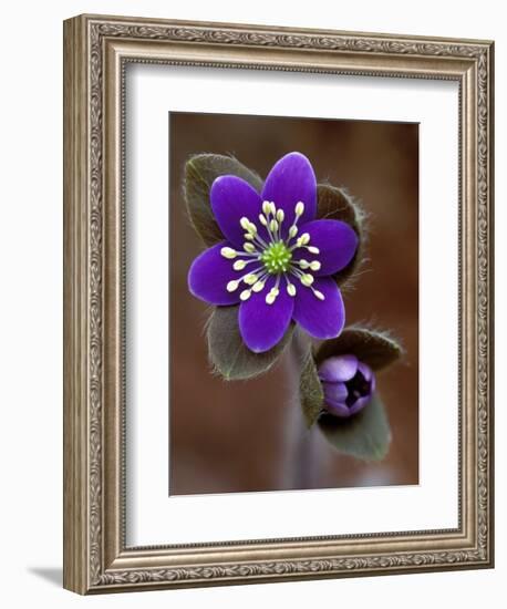 Hepatica and Bud, Lapeer, Michigan, USA-Claudia Adams-Framed Photographic Print