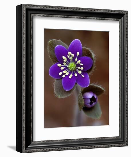 Hepatica and Bud, Lapeer, Michigan, USA-Claudia Adams-Framed Photographic Print