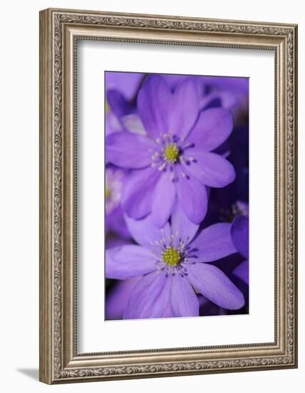 Hepatica / Blue anemone flowers, Sabysjon, Uppland, Sweden-Wild Wonders of Europe / Widstrand-Framed Photographic Print