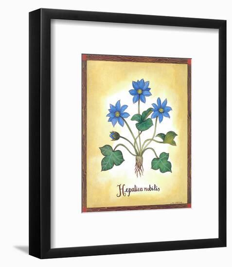 Hepatica Nobilis-Urpina-Framed Art Print