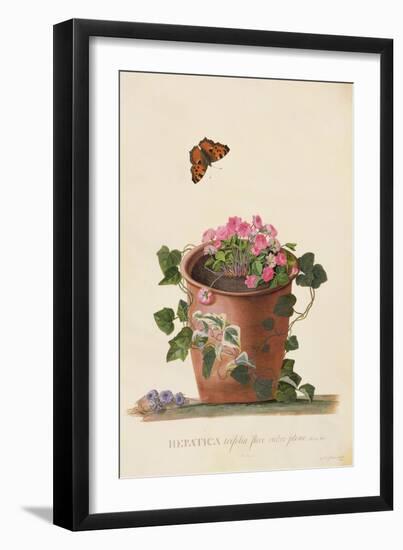 Hepatica Trifolia (Nobilis), 1745-Georg Dionysius Ehret-Framed Giclee Print