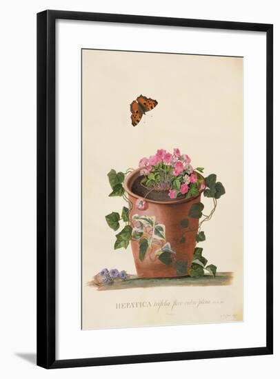 Hepatica Trifolia (Nobilis), 1745-Georg Dionysius Ehret-Framed Giclee Print