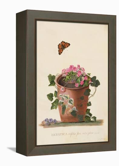 Hepatica Trifolia (Nobilis), 1745-Georg Dionysius Ehret-Framed Premier Image Canvas