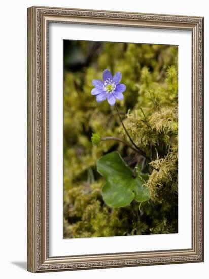 Hepatica Triloba-Bob Gibbons-Framed Photographic Print