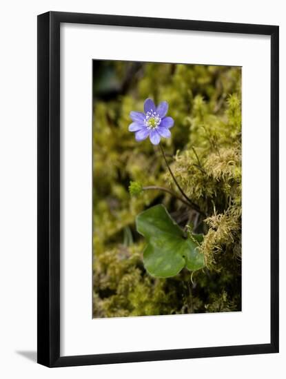 Hepatica Triloba-Bob Gibbons-Framed Photographic Print