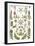 Hepaticae Lebermoose-Ernst Haeckel-Framed Art Print