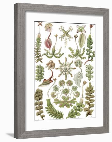 Hepaticae Lebermoose-Ernst Haeckel-Framed Art Print