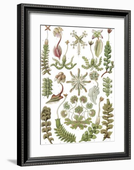 Hepaticae Lebermoose-Ernst Haeckel-Framed Art Print