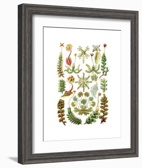 Hepaticae-Ernst Haeckel-Framed Art Print