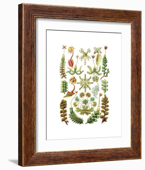 Hepaticae-Ernst Haeckel-Framed Art Print