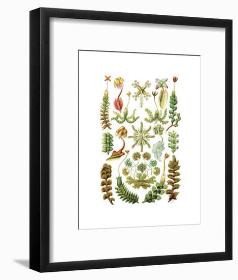 Hepaticae-Ernst Haeckel-Framed Art Print