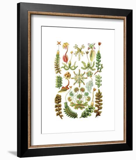 Hepaticae-Ernst Haeckel-Framed Art Print