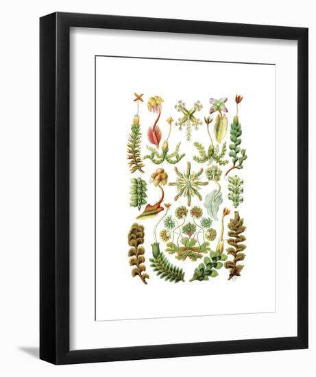 Hepaticae-Ernst Haeckel-Framed Art Print