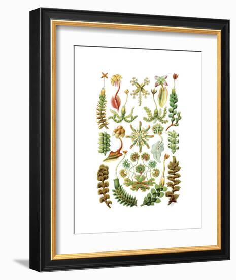 Hepaticae-Ernst Haeckel-Framed Art Print