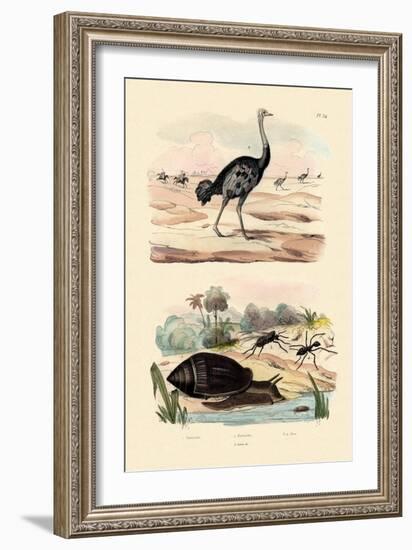 Herald Snail, 1833-39-null-Framed Giclee Print