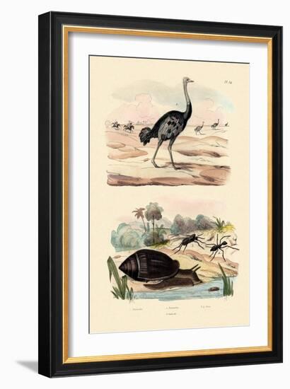 Herald Snail, 1833-39-null-Framed Giclee Print