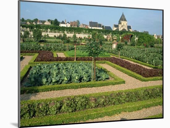 Herb and Kitchen Gardens, Chateau Villandry, Centre, France, Europe-Ken Gillham-Mounted Photographic Print