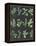 Herb Chart on Black White Border-null-Framed Stretched Canvas