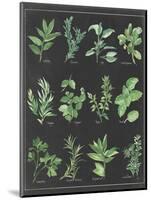 Herb Chart on Black White Border-null-Mounted Art Print