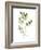 Herb Garden Sketches II-Emma Scarvey-Framed Art Print