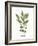 Herb Garden VII-Courtney Prahl-Framed Art Print