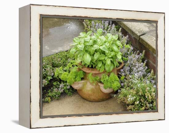 Herb Garden with Terracotta Pot with Sweet Basil, Curled Parsley and Creeping Thyme, Norfolk, UK-Gary Smith-Framed Premier Image Canvas