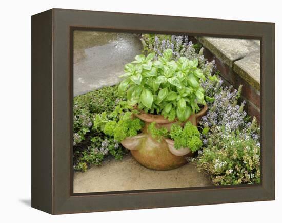 Herb Garden with Terracotta Pot with Sweet Basil, Curled Parsley and Creeping Thyme, Norfolk, UK-Gary Smith-Framed Premier Image Canvas