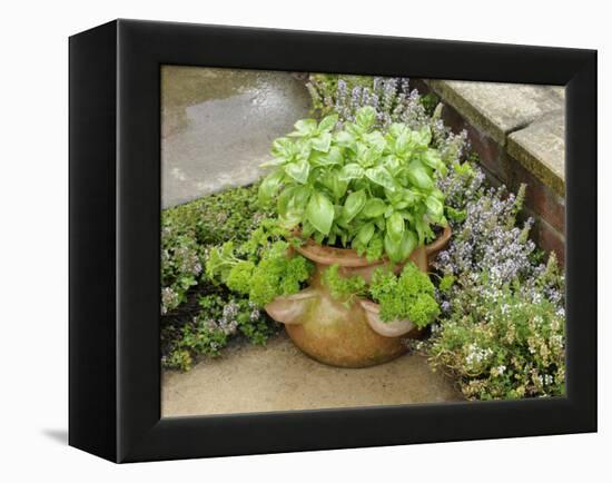 Herb Garden with Terracotta Pot with Sweet Basil, Curled Parsley and Creeping Thyme, Norfolk, UK-Gary Smith-Framed Premier Image Canvas