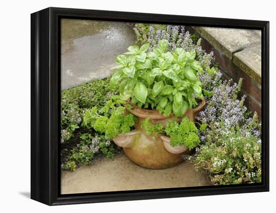 Herb Garden with Terracotta Pot with Sweet Basil, Curled Parsley and Creeping Thyme, Norfolk, UK-Gary Smith-Framed Premier Image Canvas