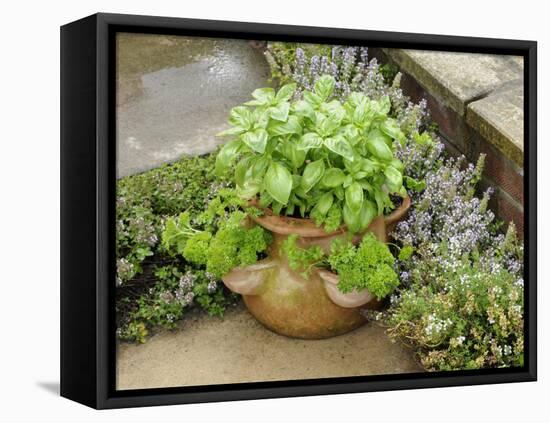 Herb Garden with Terracotta Pot with Sweet Basil, Curled Parsley and Creeping Thyme, Norfolk, UK-Gary Smith-Framed Premier Image Canvas