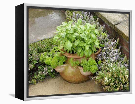 Herb Garden with Terracotta Pot with Sweet Basil, Curled Parsley and Creeping Thyme, Norfolk, UK-Gary Smith-Framed Premier Image Canvas