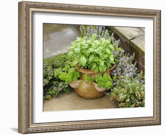 Herb Garden with Terracotta Pot with Sweet Basil, Curled Parsley and Creeping Thyme, Norfolk, UK-Gary Smith-Framed Photographic Print