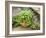 Herb Garden with Terracotta Pot with Sweet Basil, Curled Parsley and Creeping Thyme, Norfolk, UK-Gary Smith-Framed Photographic Print