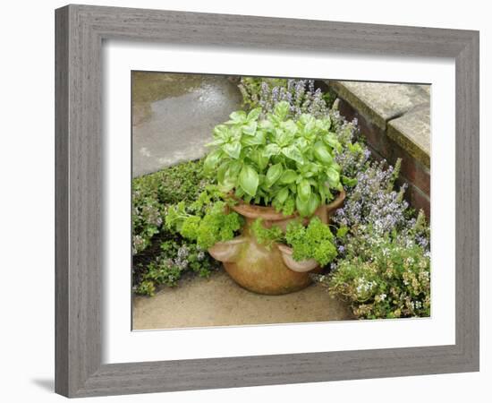 Herb Garden with Terracotta Pot with Sweet Basil, Curled Parsley and Creeping Thyme, Norfolk, UK-Gary Smith-Framed Photographic Print