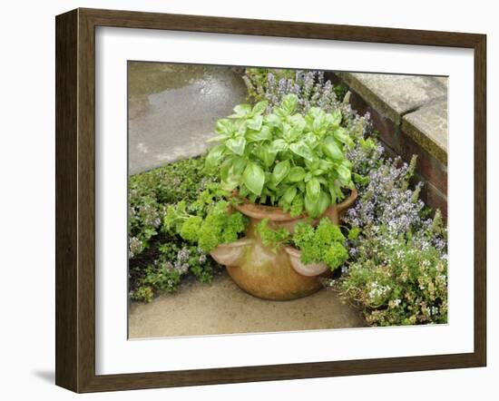 Herb Garden with Terracotta Pot with Sweet Basil, Curled Parsley and Creeping Thyme, Norfolk, UK-Gary Smith-Framed Photographic Print