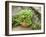 Herb Garden with Terracotta Pot with Sweet Basil, Curled Parsley and Creeping Thyme, Norfolk, UK-Gary Smith-Framed Photographic Print