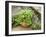 Herb Garden with Terracotta Pot with Sweet Basil, Curled Parsley and Creeping Thyme, Norfolk, UK-Gary Smith-Framed Photographic Print