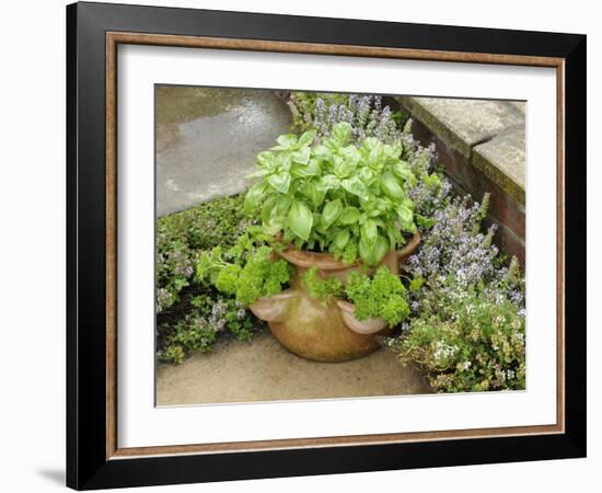 Herb Garden with Terracotta Pot with Sweet Basil, Curled Parsley and Creeping Thyme, Norfolk, UK-Gary Smith-Framed Photographic Print